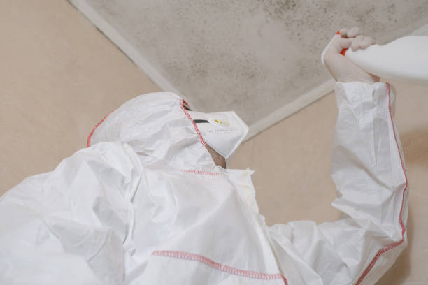 Best Attic Mold Remediation in Oak Grove, MS